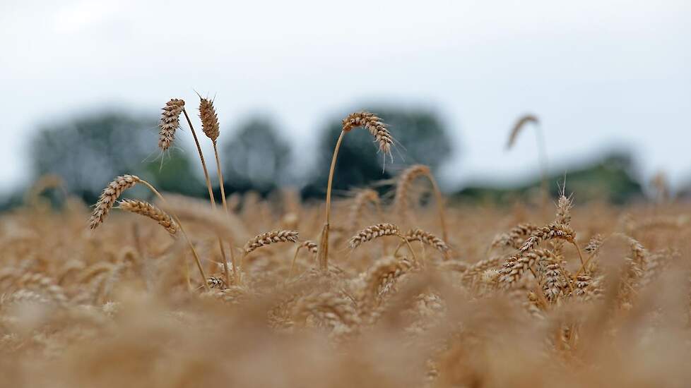 close-up van rijpe tarwe in het veld