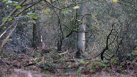 Een willekeurig Natura 2000-gebied in Drenthe.