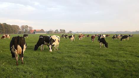 Beeld van een willekeurige biologisch melkveebedrijf.