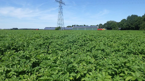 Proefveld aardappelen