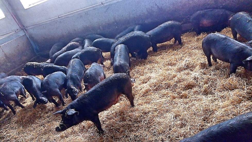 De kostprijs van Italiaanse varkens ligt fors boven het gemiddelde