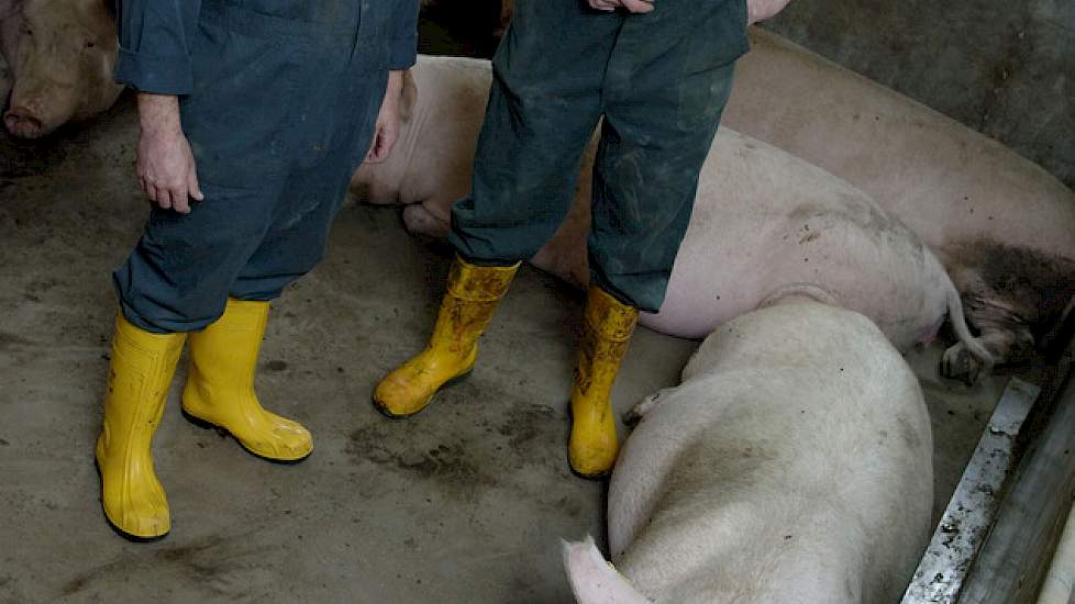 Gert van Beek (r) met dierenarts Hinnerk Kraneburg bespreken de drachtige zeugen.