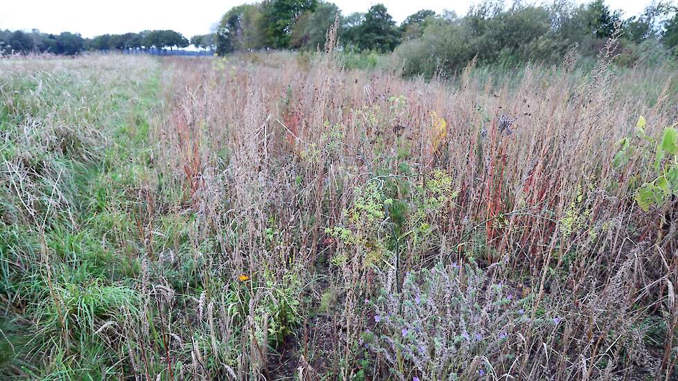 Een voorbeeld van natuurinclusieve landbouw.