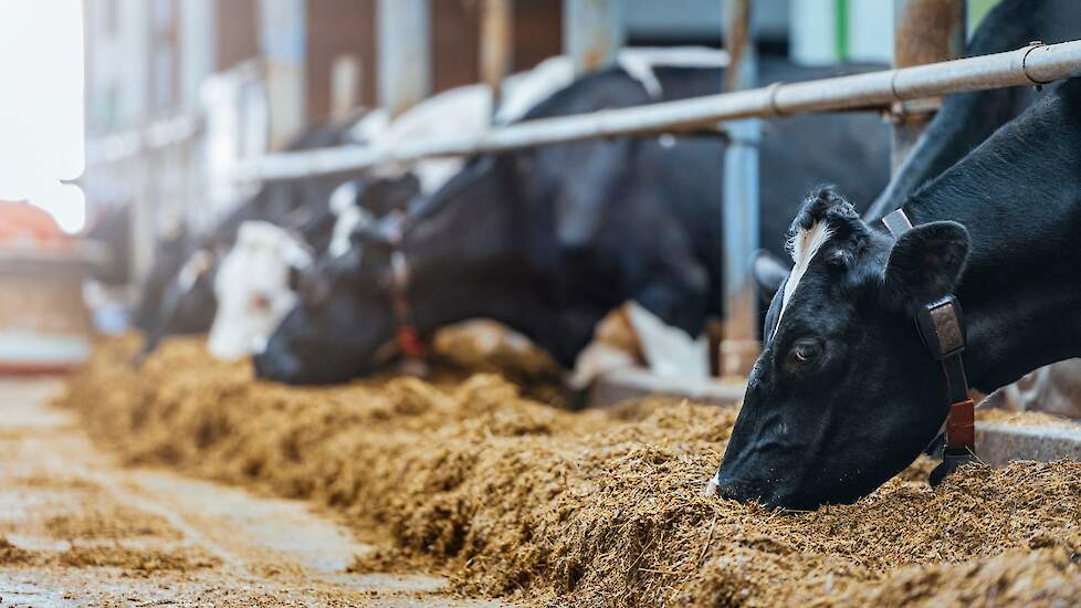 Speerstra Koeien Voeren Bij Koud Weer Melkvee Nl Nieuws En Kennis Voor De Melkveehouder