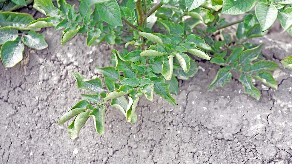 Bladrol in aardappelen