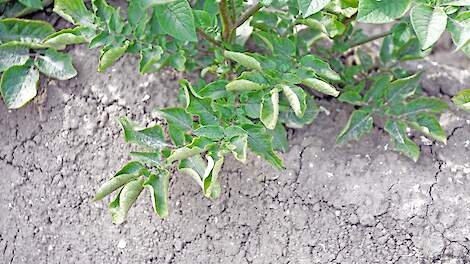 Bladrol in aardappelen