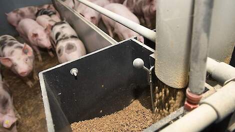 De varkensvoerprijzen blijven voorlopig op een hoog niveau en stijgen mogelijk zelfs als de oorlog in Oekraïne escaleert.