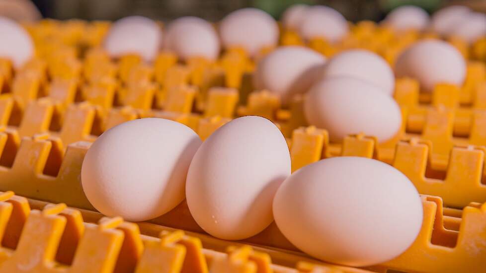 Witte eieren goede eikwaliteit