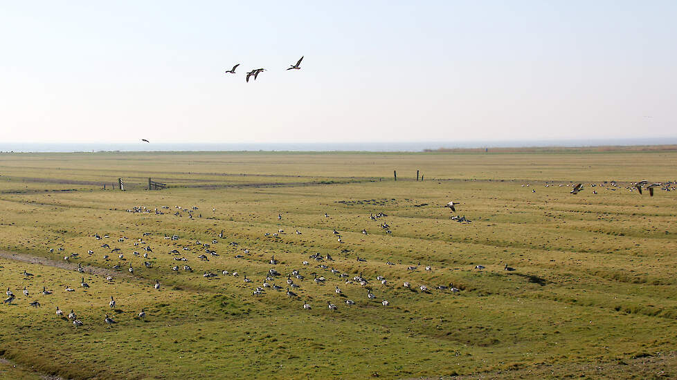 Boeren in de Zeevang hebben veel schade door ganzenoverlast. Dat betekent opbrengstderving. Ook de weidevogelpopulatie en het bodemleven hollen achteruit.