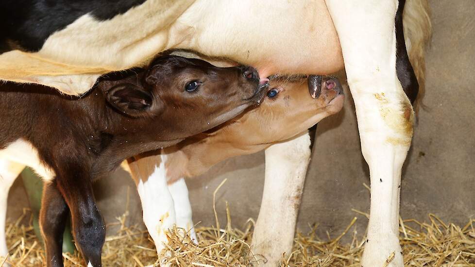 China Kloont Drie Holstein Friesians | Melkvee.Nl - Nieuws En Kennis Voor  De Melkveehouder