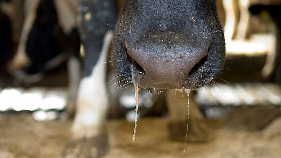 Neussuitvloeiing (snot) is een van de kenmerken van een IBR-besmetting.