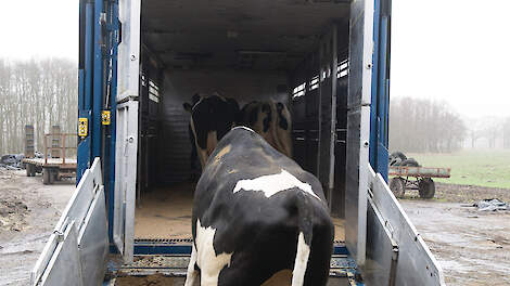 Koeien die worden afgevoerd naar het slachthuis, moeten zelfstandig de klep op kunnen lopen en daarbij alle vier hun poten gebruiken.