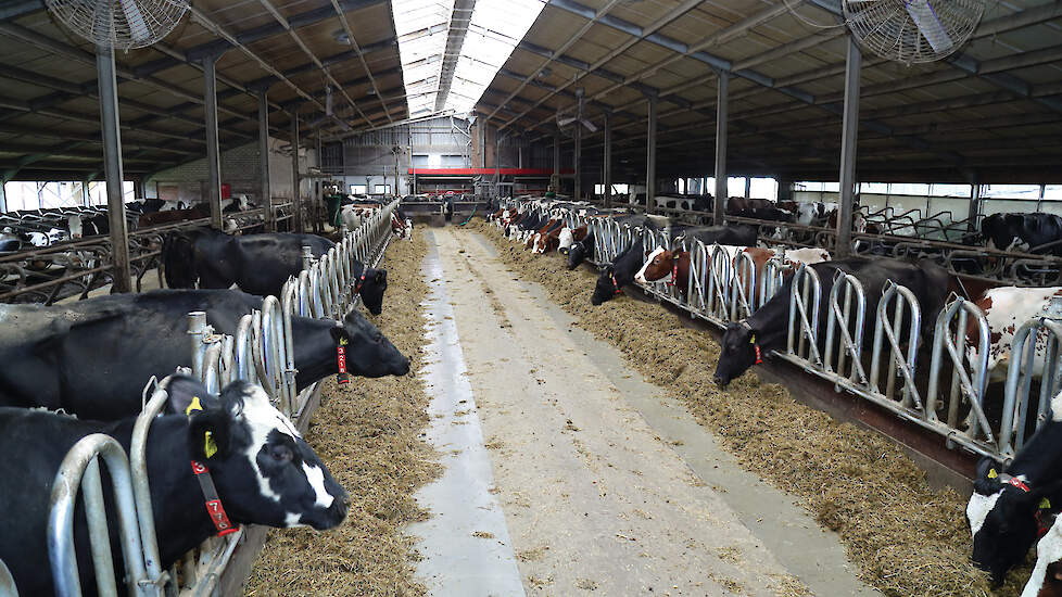 Familie De Hoop schakelde vanuit de christelijke geloofsovertuiging om naar biologisch boeren. „Sinds we biologisch zijn, is het plezier in de landbouw teruggekomen.”