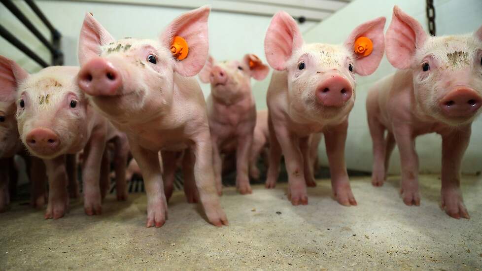 Denemarken: laagst aantal varkens sinds jaar; dit jaar forse biggen-export | Pigbusiness.nl - voor varkenshouders