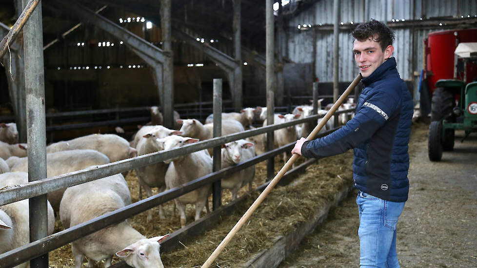 De oude ligboxenstal werd omgebouwd naar potstal voor de schapen. Op de achtergrond de nieuwe voermengwagen.