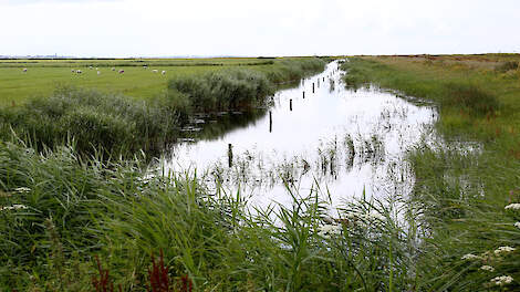 Natuurgebied Workumerwaard in Friesland.