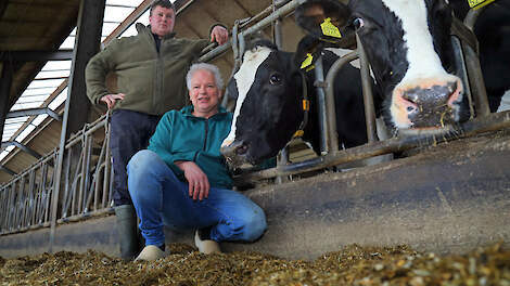 Joël van Zijtveld en zijn vader Henco hebben inmiddels 25 100-tonners en acht 10-tonners in de stal staan. Het komende jaar zal een aantal koeien deze bijzondere mijlpalen passeren.