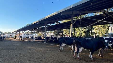 Koeien gehuisvest in overdekte stal in Israël