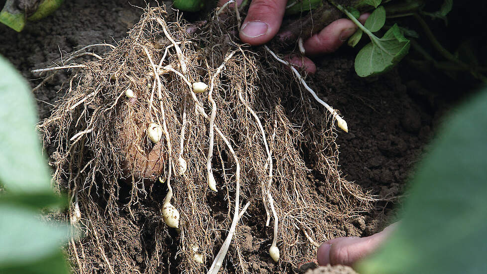 Wortels van planten geven veel informatie over de aanwezigheid van schadelijke aaltjes. Laat knobbels aan de wortels onderzoeken.