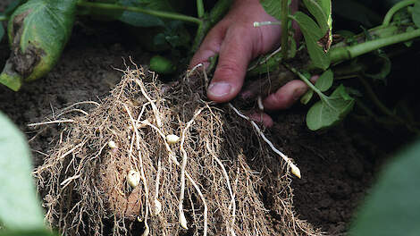 Wortels van planten geven veel informatie over de aanwezigheid van schadelijke aaltjes. Laat knobbels aan de wortels onderzoeken.