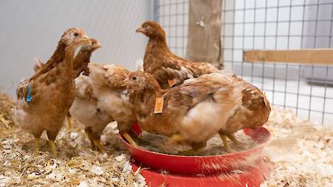 De vaccinproef vindt plaats in de onderzoeksfaciliteiten in de High Containment Unit van Wageningen Bioveterinary Research (WBVR) in Lelystad.