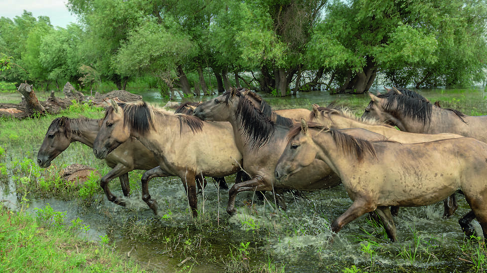 Konikpaarden in Oekraïense Donaudelta