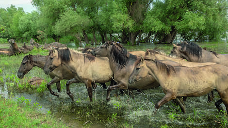 Konikpaarden in Oekraïense Donaudelta