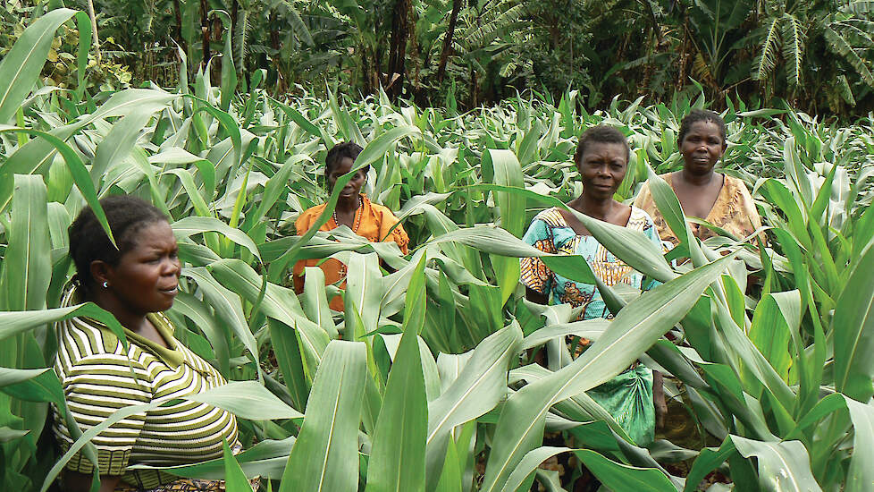 Kunstmest Voor Een Groene Revolutie In Afrika Prikken In De