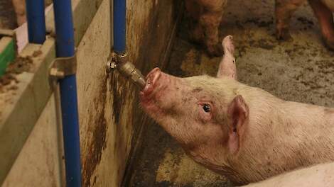 Veel nippels hangen te hoog,waardoor het varken zijn kop onnatuurlijk hoog moet houden tijdens het drinken