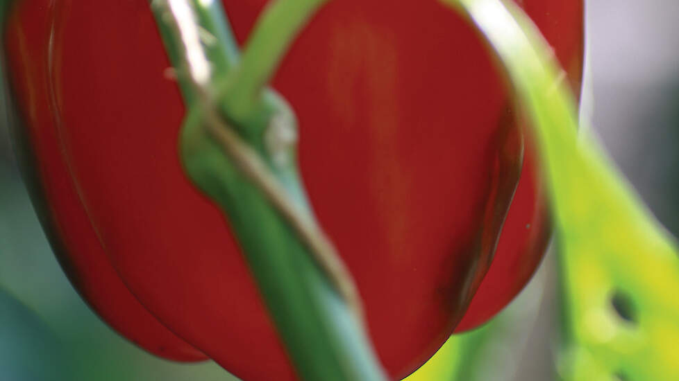 Patentaanvraag op natuurlijke eigenschappen begon in de EU met resistentie tegen witte vlieg in paprika