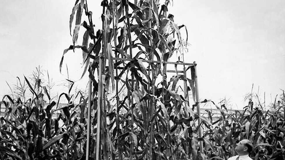 Hydroponisch geteelde maïs, Ohio Agriculture Experiment Station 1938.