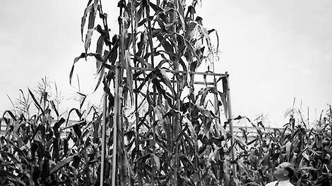 Hydroponisch geteelde maïs, Ohio Agriculture Experiment Station 1938.