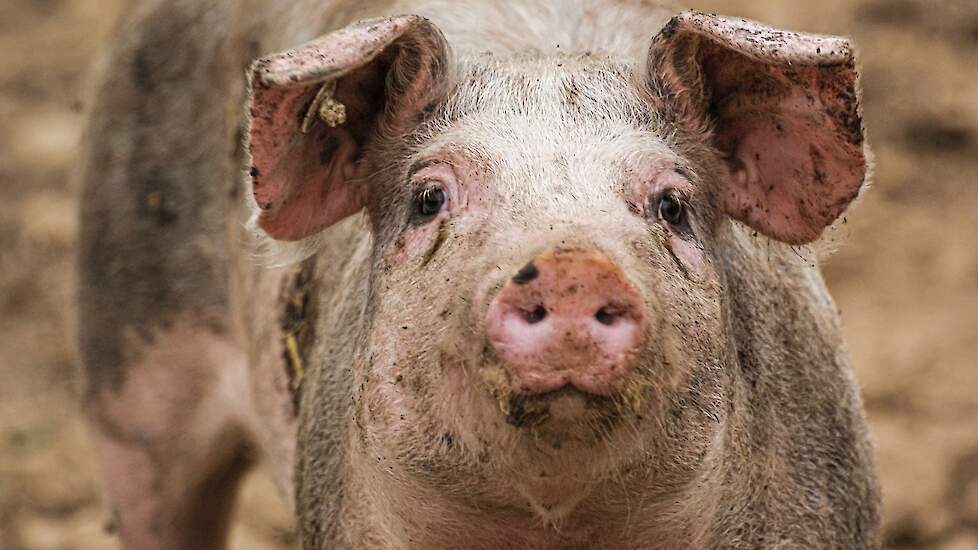 Biovarken in Duitsland. Er is meer onderzoek nodig naar de biologische verwerking en waardeketens, aldus Christopher Brock van de vereniging Demeter.