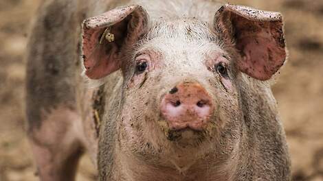 Biovarken in Duitsland. Er is meer onderzoek nodig naar de biologische verwerking en waardeketens, aldus Christopher Brock van de vereniging Demeter.