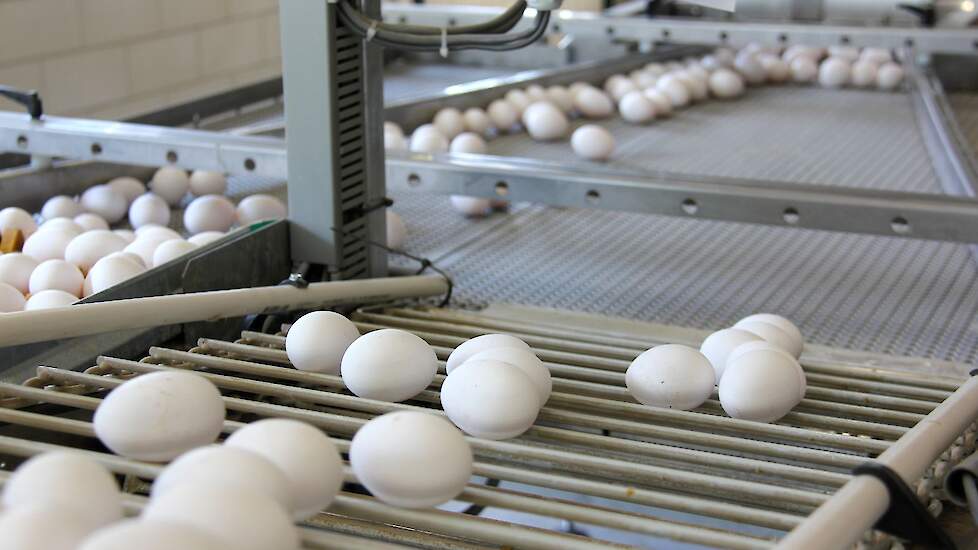 Eierprijzen wereldwijd historisch | Pluimveeweb.nl - Nieuws voor pluimveehouders