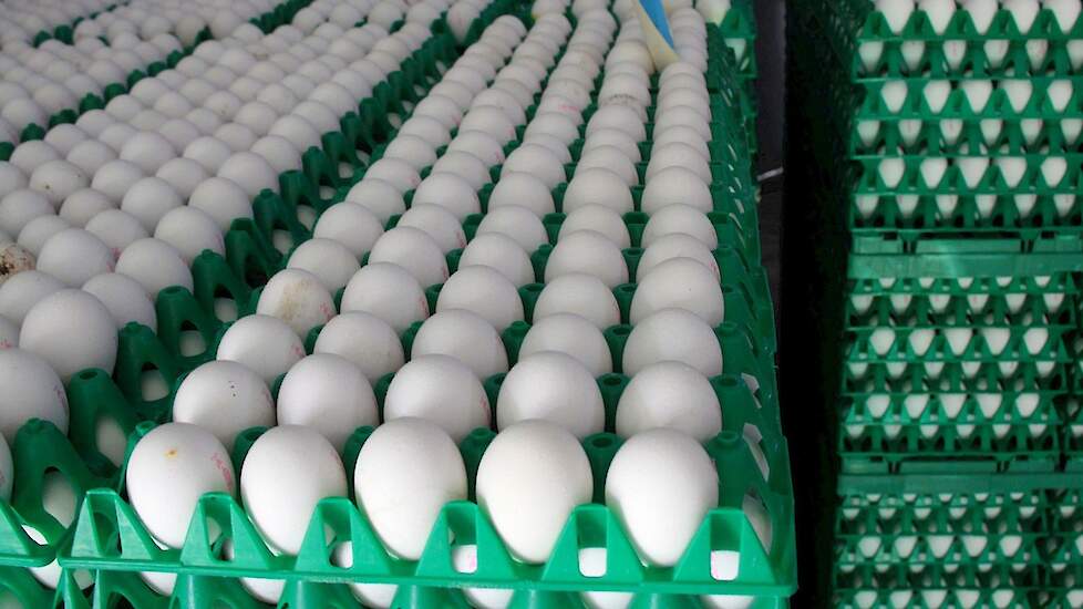 Het aandeel witte leghennen in Nederland steeg de afgelopen jaren hard van een derde naar twee derde omdat de vraag naar witte eieren toenam in Duitsland en Nederland.