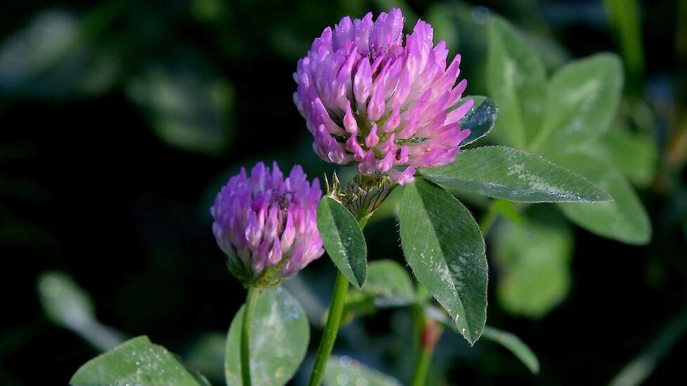 Rode Klaver Trifolium pratense inflorescence