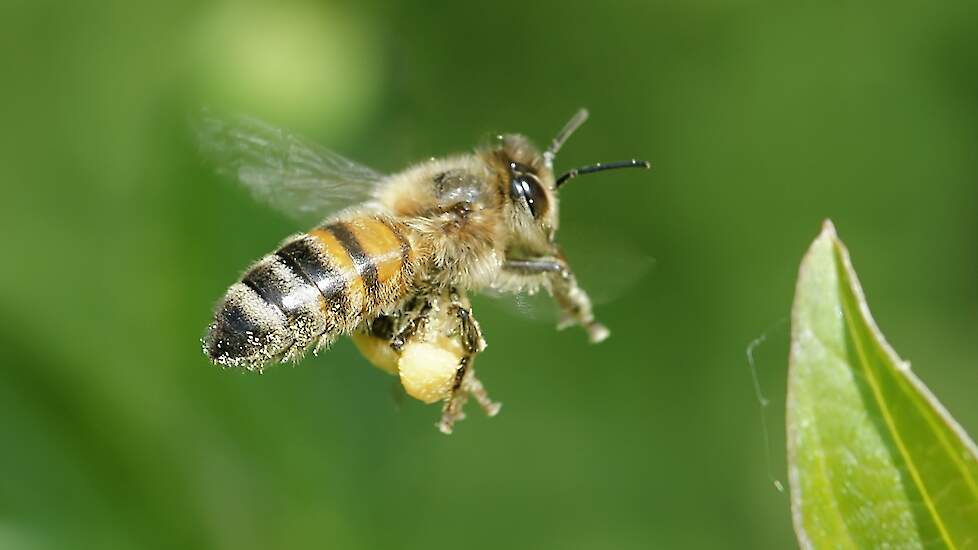 Apis mellifera mellifera is de bijenondersoort die onder andere in België en Nederland wordt aangetroffen