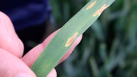 Tarweblad met duidelijk zichtbare aantasting door Septoria