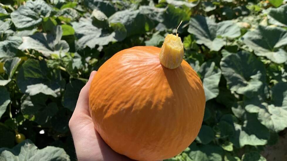 In deze tijd van het jaar, als de Nederlandse bio-pompoenen op zijn, haalt Freeland Organics ze uit Egypte.