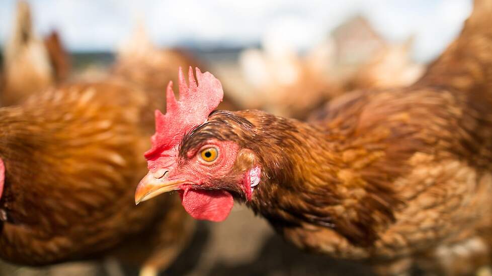 De Heus Ruivoer dat is afgestemd de behoefte de kip | Pluimveeweb.nl Nieuws voor pluimveehouders
