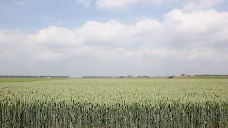 Perceel tarwe in het voorjaar