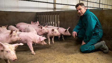 De varkenstak is de belangrijkste pijler van het bedrijf van Erik Geene.
