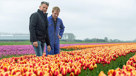Hans Kruijer (links) en Theun Swaag in de tulpen: „Bodemgezondheid wordt een steeds belangrijker thema, zowel in de bollenteelt als in veehouderij.”