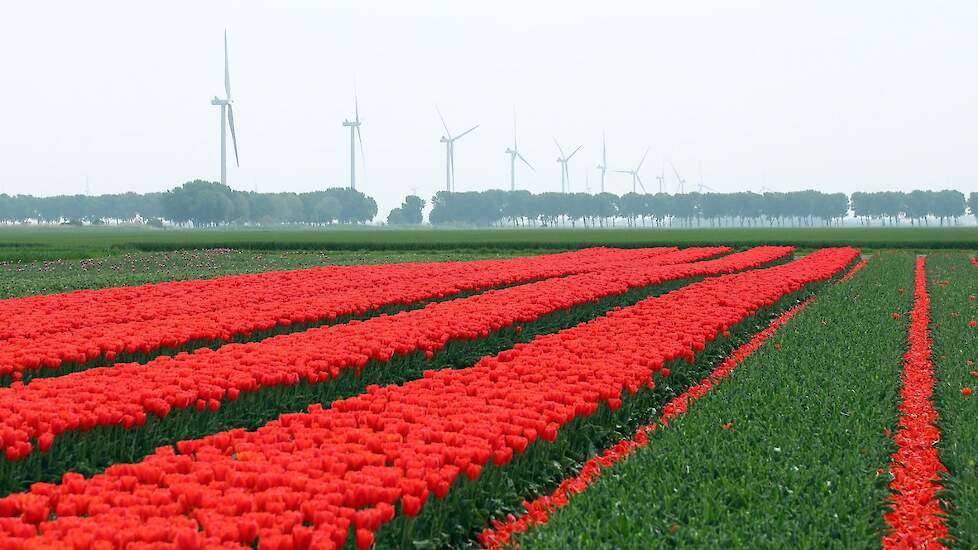 Perceel met deels gekopte tulpen in Zeewolde