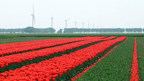 Perceel met deels gekopte tulpen in Zeewolde