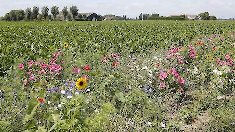 Akkerand langs bietenperceel in Hellevoetsluis in 2019