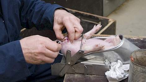‘Pfizer moet afnemers duidelijk maken dat er niets mis is met immunogecastreerde varkens’
