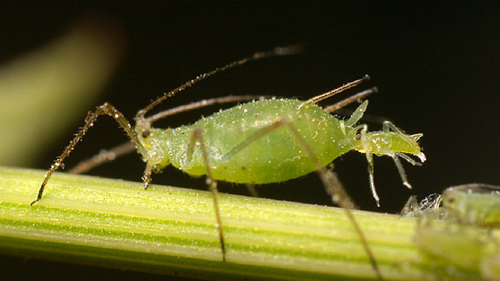 Close-up van een levendbarende bladluis