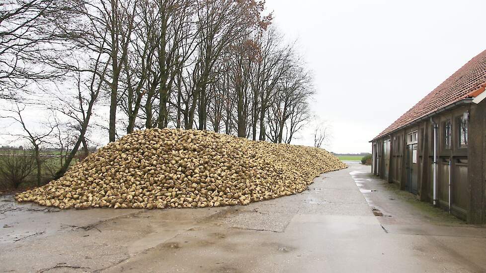 Boerenerf met suikerbieten